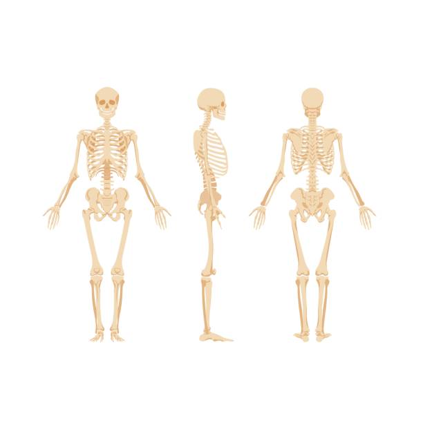 Skeletons Images