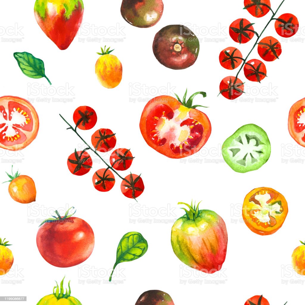Sket Gambar Tomat
