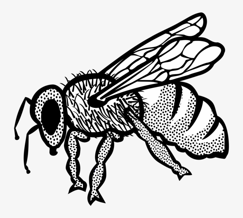Sketsa Gambar Lebah