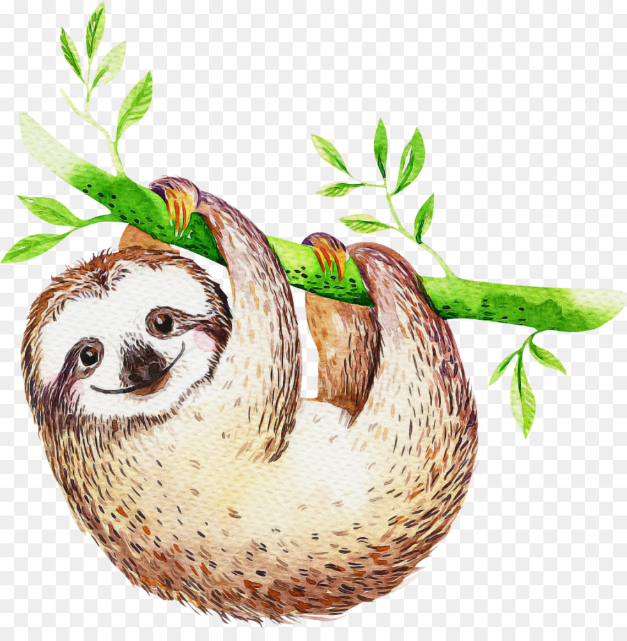 Sloth No Background