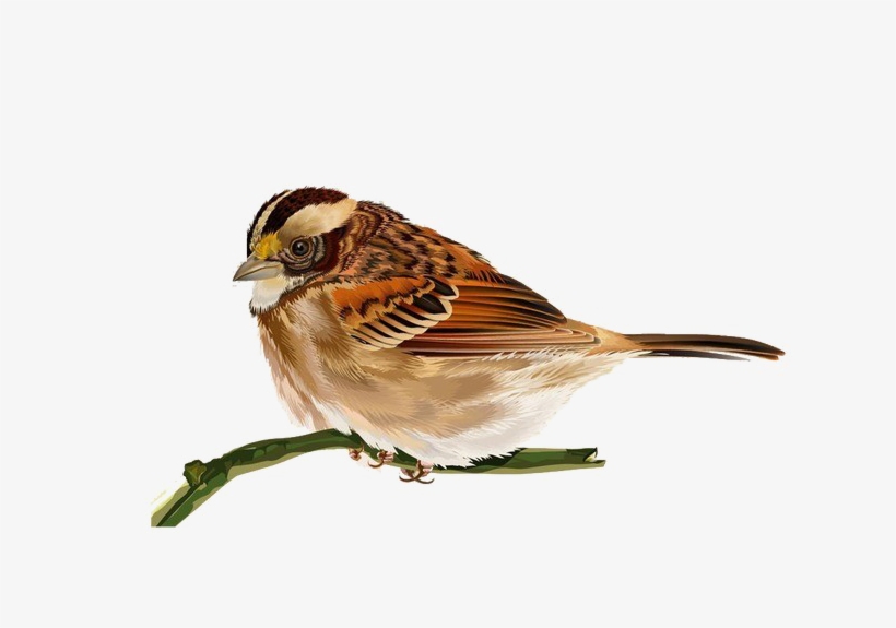 Sparrow Png