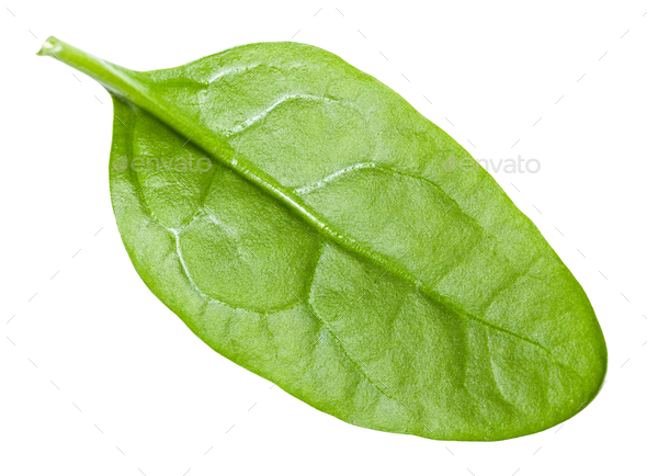 Spinach Leaf Image