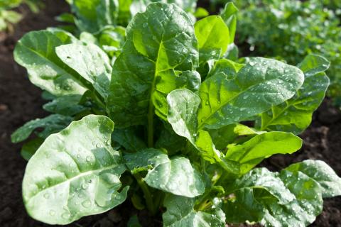 Spinach Plant Image