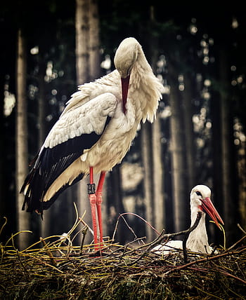 Storks Free Download