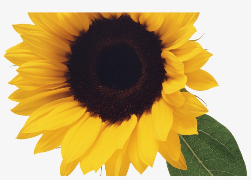 Sunflower Png Transparent