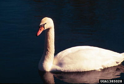 Swans Images