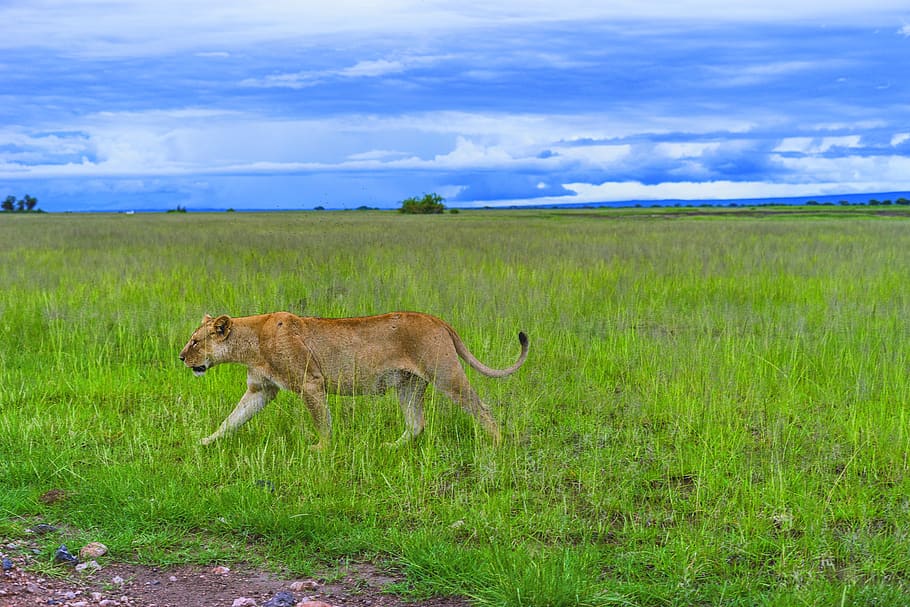 Taman Nasional Amboseli