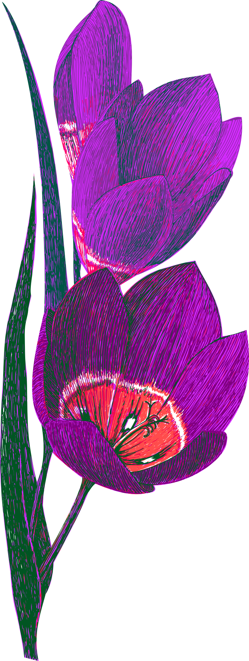 Tamarillo Flower