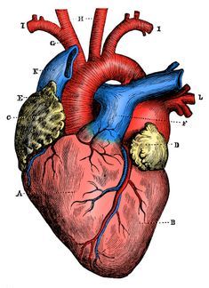 Tattoo Herz Anatomisch