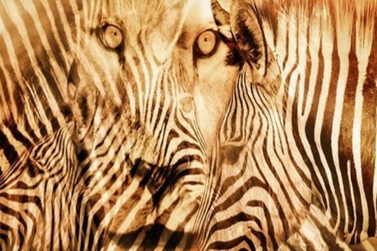 Tes Gambar Zebra