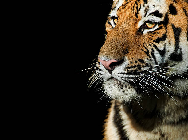 Tiger Image Background