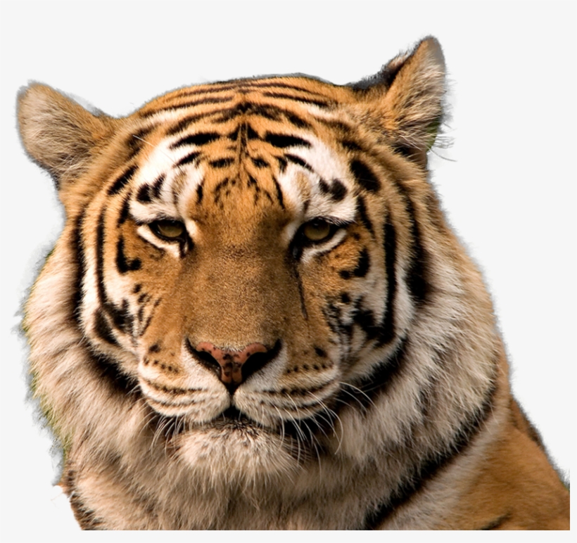 Tiger Transparent Png