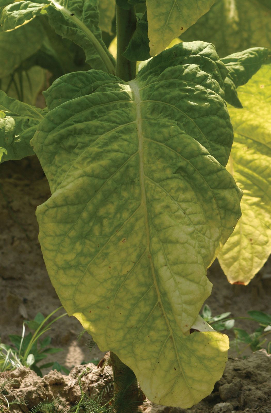 Tobacco Plant Pic