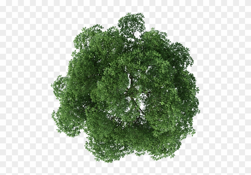 Top Of Tree Png