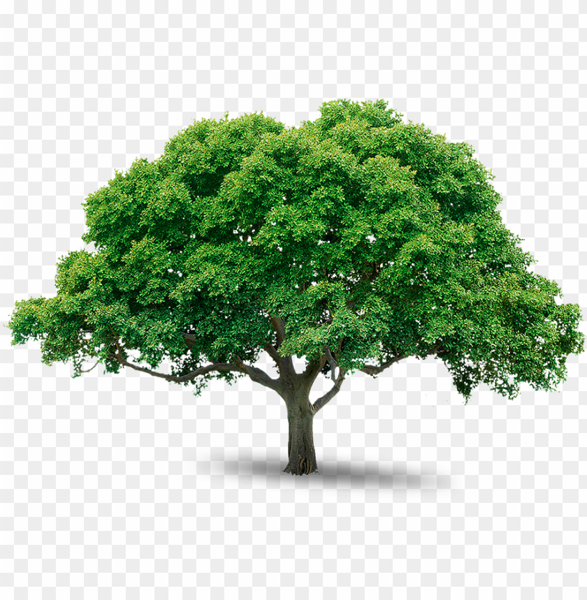 Top View Tree Png Free Download