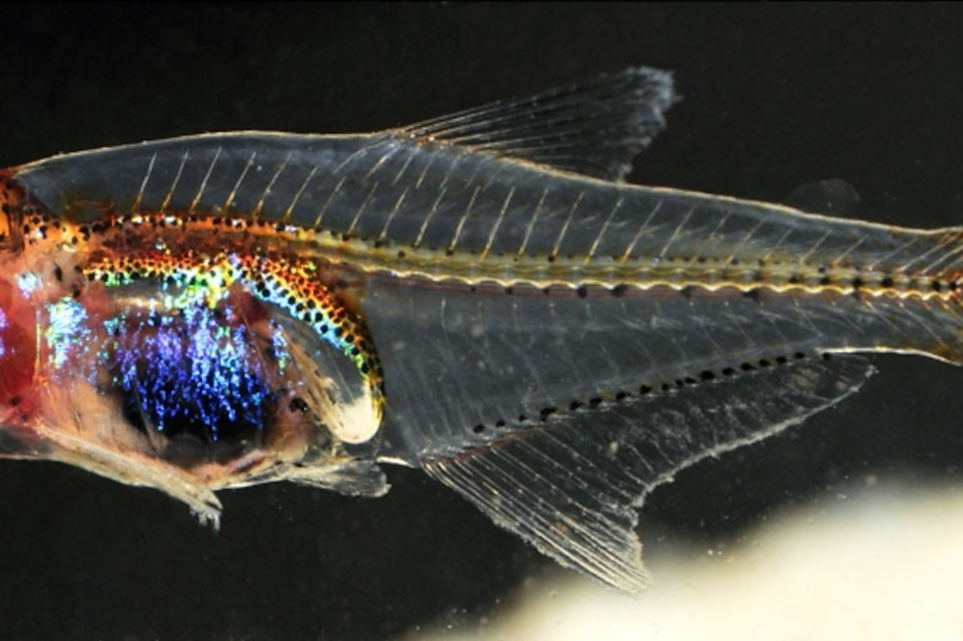 Transparent Fish Image