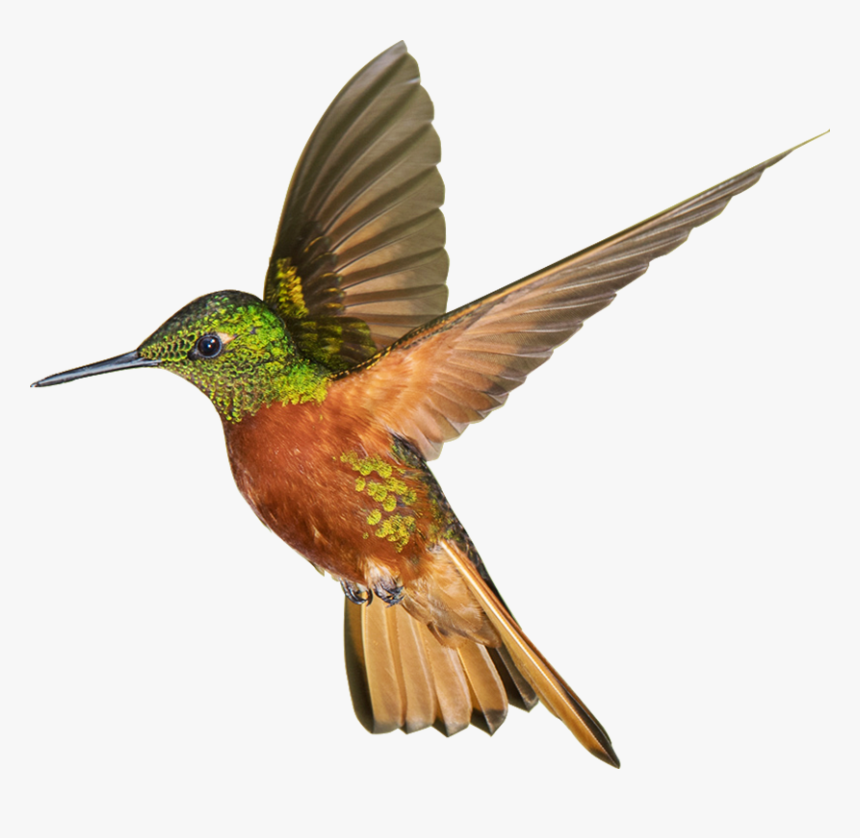 Transparent Hummingbird Png