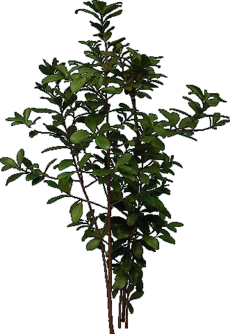 Tree Elevation Png