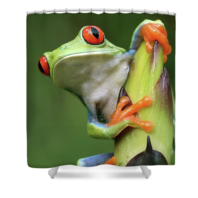 Tree Frog Shower Curtains
