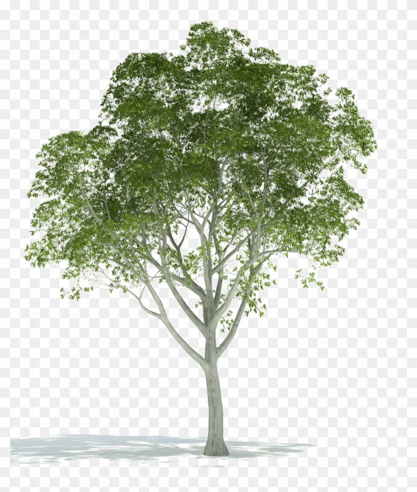 Tree Jpg