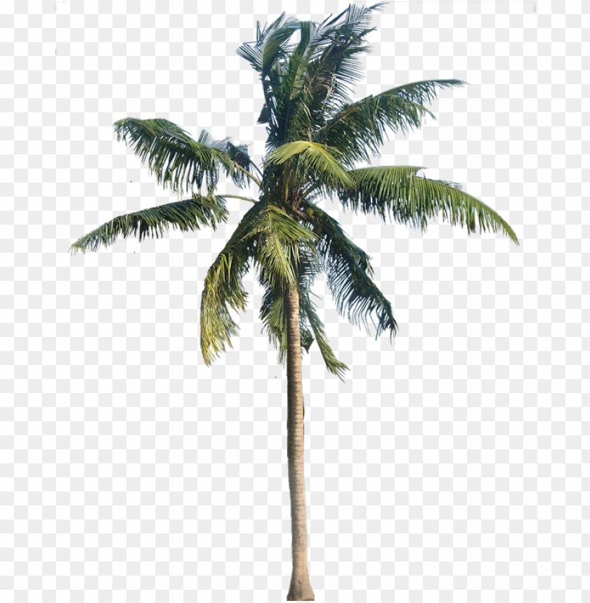 Tropical Palm Png