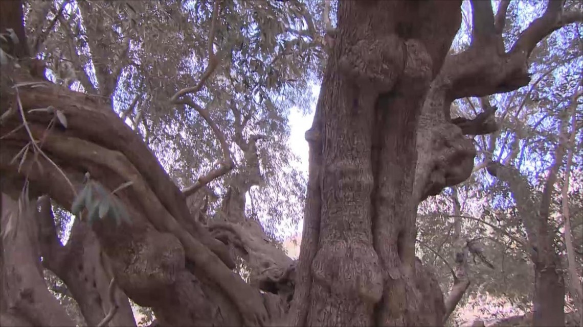 Umur Pohon Zaitun