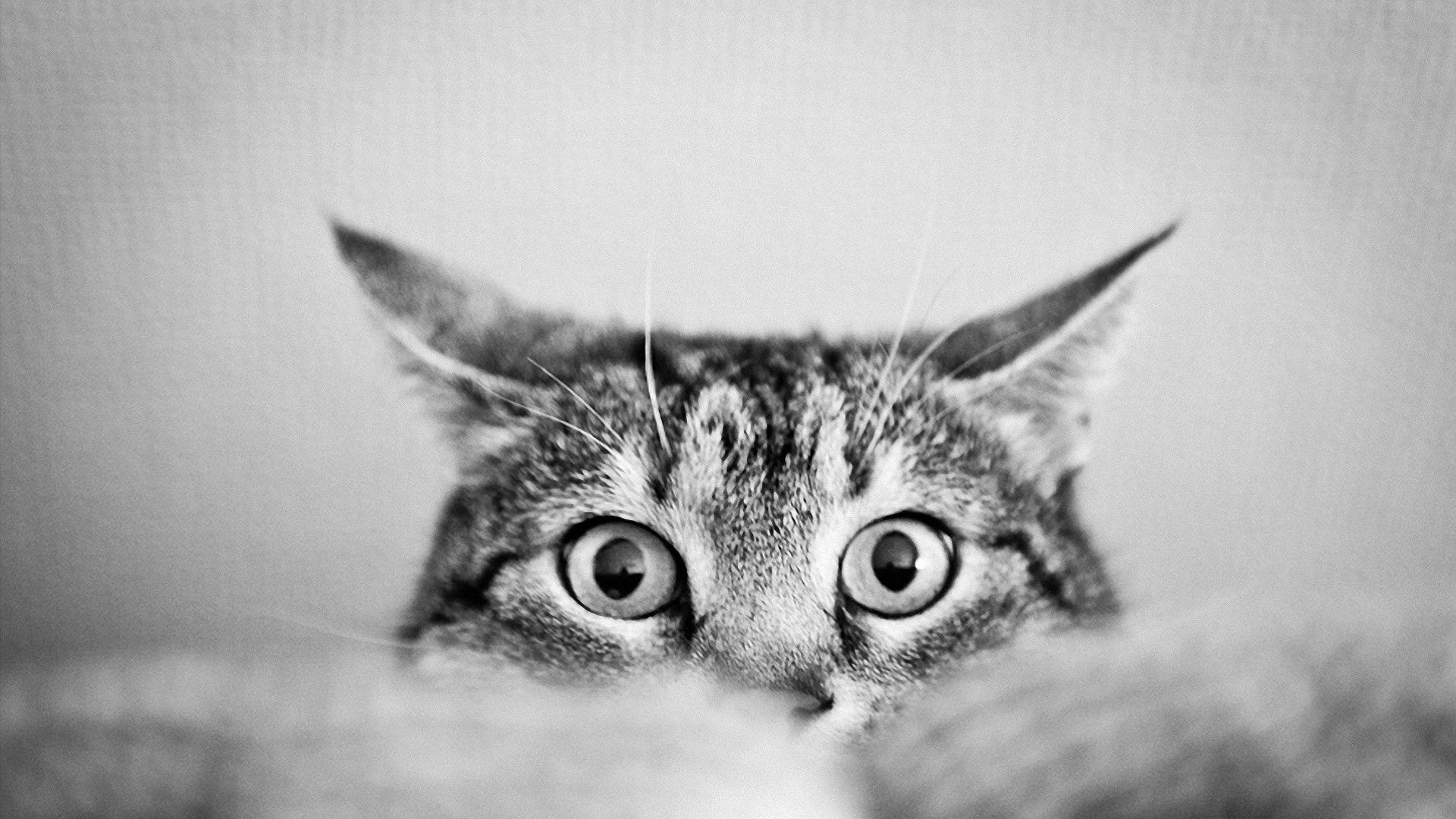 Wallpaper Cat Tumblr