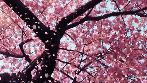 Wallpaper Gambar Bunga Sakura Animasi