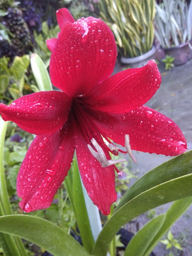 Warna Bunga Lily