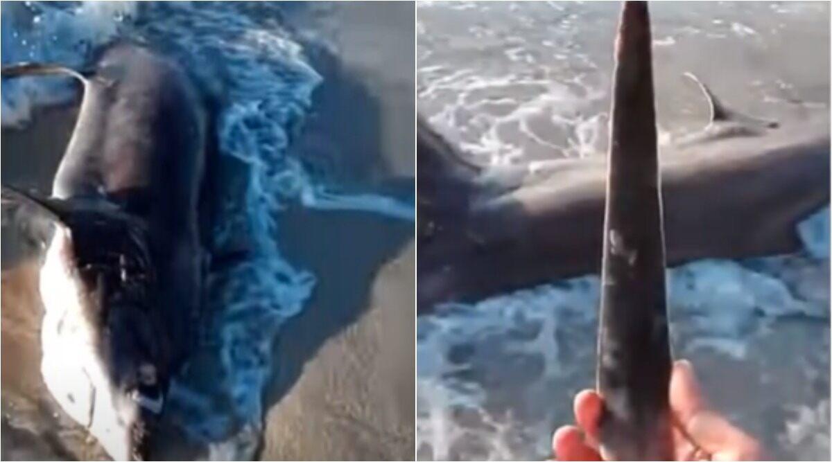 Wasp Knife Vs Shark Video
