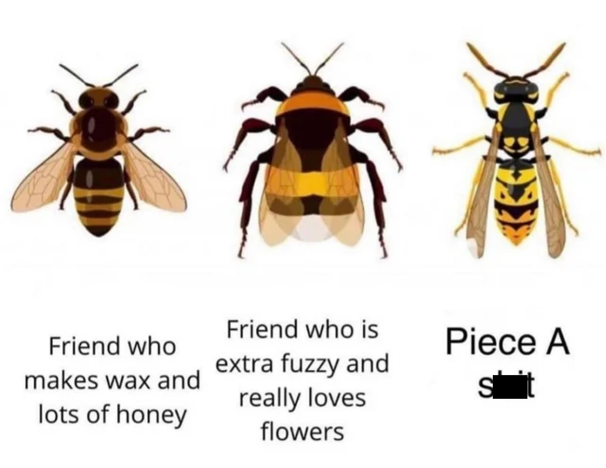 Wasp Vs Bee Meme