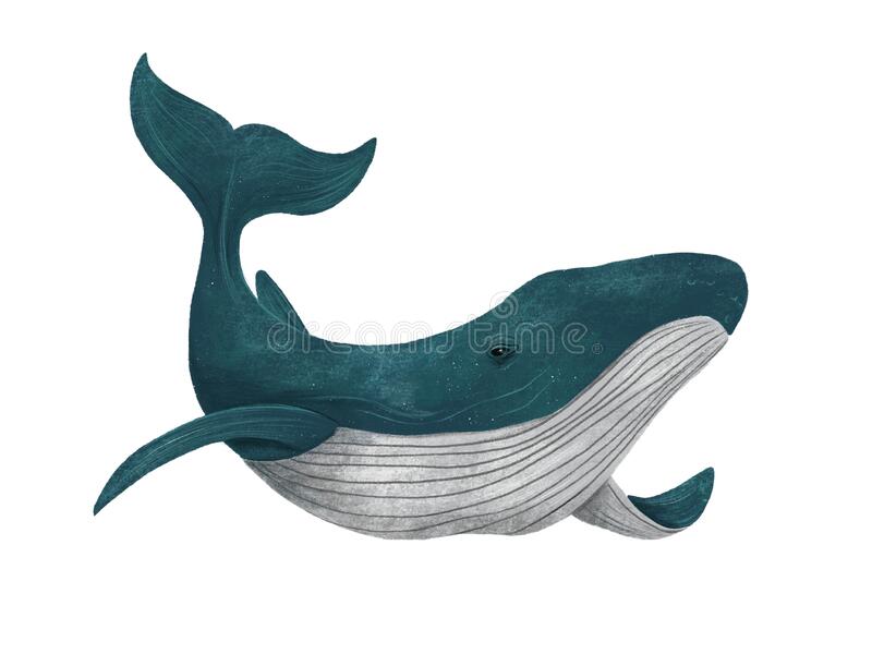 Whale Images Free