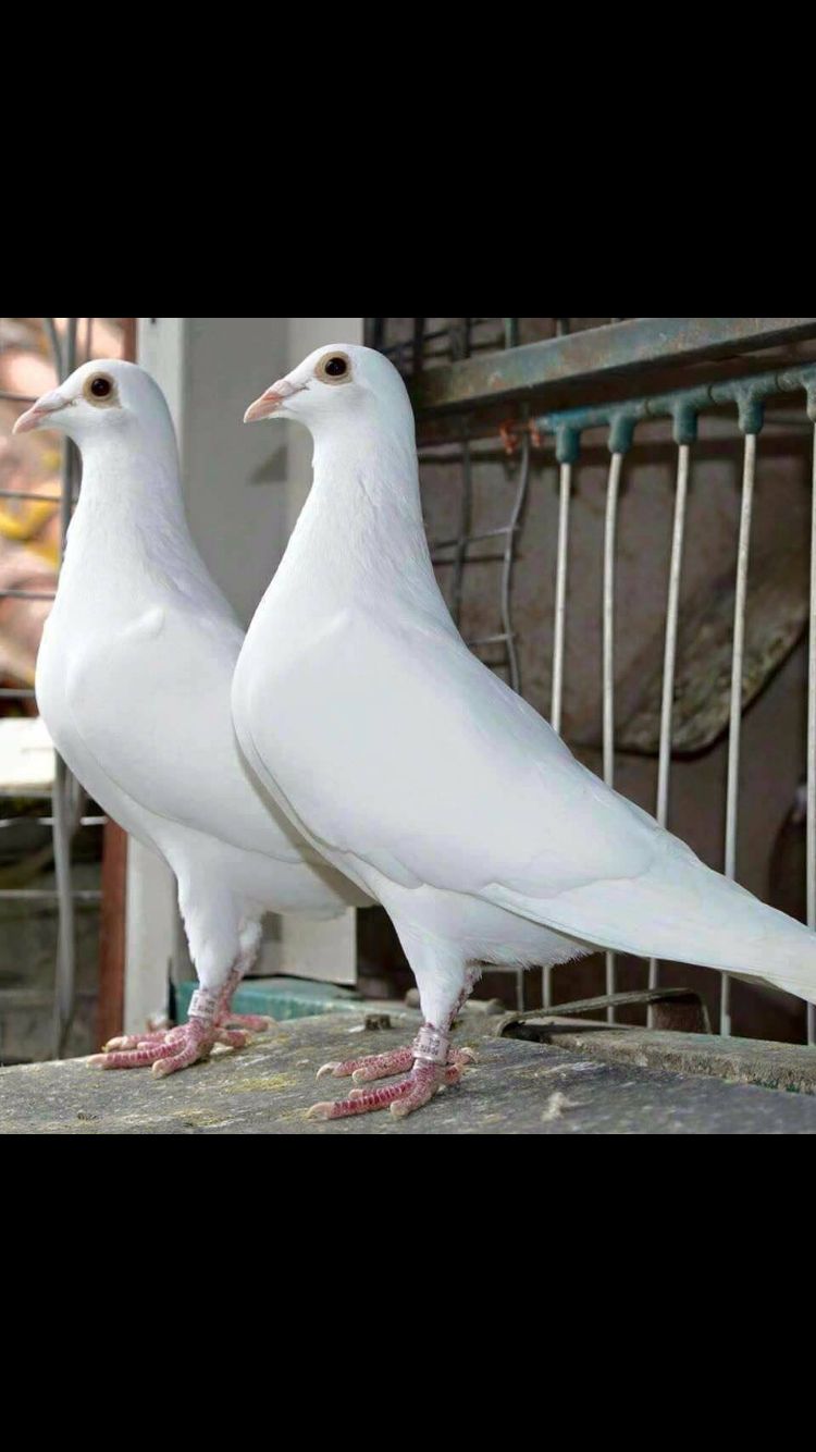 White Pigeon Pictures