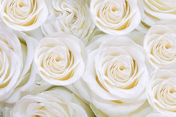 White Rose Background Images