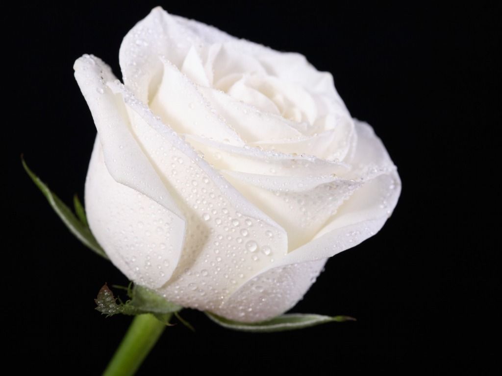 White Rose Hd